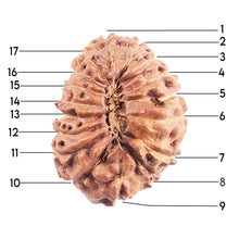 Load image into Gallery viewer, 17 Mukhi Rudraksha from Indonesia - Bead No. 222
