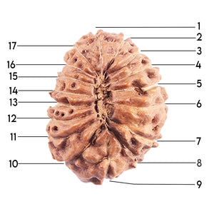 17 Mukhi Rudraksha from Indonesia - Bead No. 222