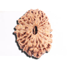 Load image into Gallery viewer, 17 Mukhi Rudraksha from Indonesia - Bead No. 222
