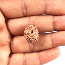 Load image into Gallery viewer, 17 Mukhi Rudraksha from Indonesia - Bead No. 222
