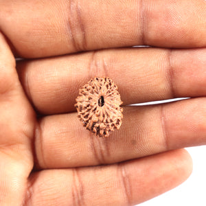 17 Mukhi Rudraksha from Indonesia - Bead No. 222