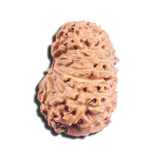 Load image into Gallery viewer, 17 Mukhi Rudraksha from Indonesia - Bead No. 222
