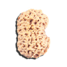 Load image into Gallery viewer, 17 Mukhi Rudraksha from Indonesia - Bead No. 223
