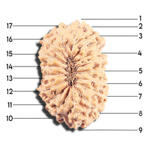 Load image into Gallery viewer, 17 Mukhi Rudraksha from Indonesia - Bead No. 223
