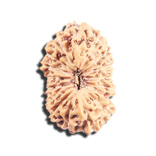 Load image into Gallery viewer, 17 Mukhi Rudraksha from Indonesia - Bead No. 223
