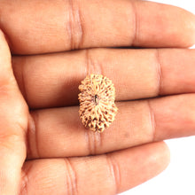 Load image into Gallery viewer, 17 Mukhi Rudraksha from Indonesia - Bead No. 223
