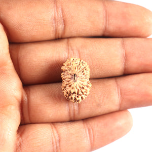 17 Mukhi Rudraksha from Indonesia - Bead No. 223