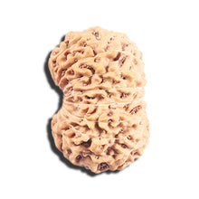 Load image into Gallery viewer, 17 Mukhi Rudraksha from Indonesia - Bead No. 223
