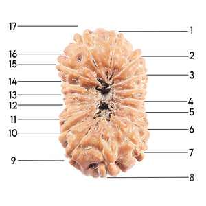 17 Mukhi Rudraksha from Indonesia - Bead No. 224