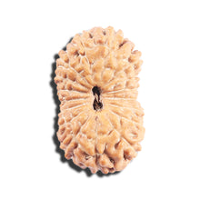 Load image into Gallery viewer, 17 Mukhi Rudraksha from Indonesia - Bead No. 224
