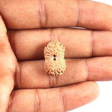 Load image into Gallery viewer, 17 Mukhi Rudraksha from Indonesia - Bead No. 224
