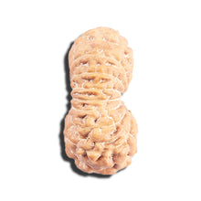 Load image into Gallery viewer, 17 Mukhi Rudraksha from Indonesia - Bead No. 224
