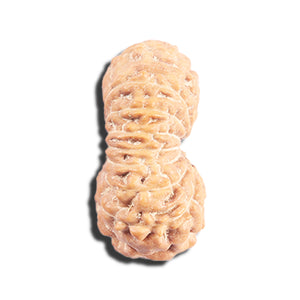 17 Mukhi Rudraksha from Indonesia - Bead No. 224