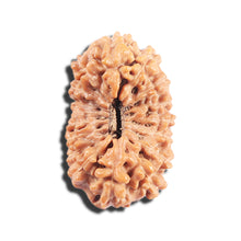 Load image into Gallery viewer, 17 Mukhi Rudraksha from Indonesia - Bead No.225
