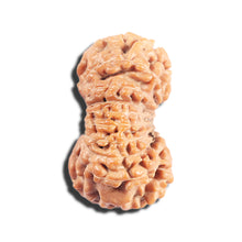 Load image into Gallery viewer, 17 Mukhi Rudraksha from Indonesia - Bead No.225
