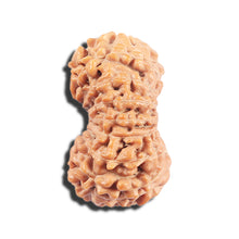 Load image into Gallery viewer, 17 Mukhi Rudraksha from Indonesia - Bead No.225
