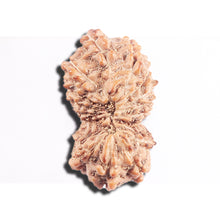 Load image into Gallery viewer, 17 Mukhi Rudraksha from Indonesia - Bead No. 228
