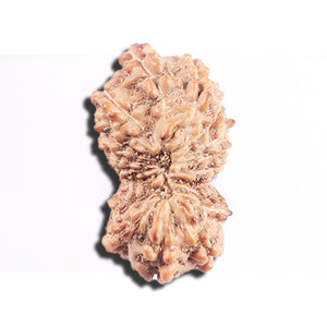 17 Mukhi Rudraksha from Indonesia - Bead No. 228