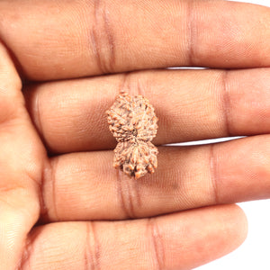 17 Mukhi Rudraksha from Indonesia - Bead No. 228