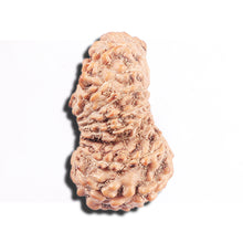 Load image into Gallery viewer, 17 Mukhi Rudraksha from Indonesia - Bead No. 228
