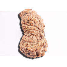 Load image into Gallery viewer, 17 Mukhi Rudraksha from Indonesia - Bead No. 228
