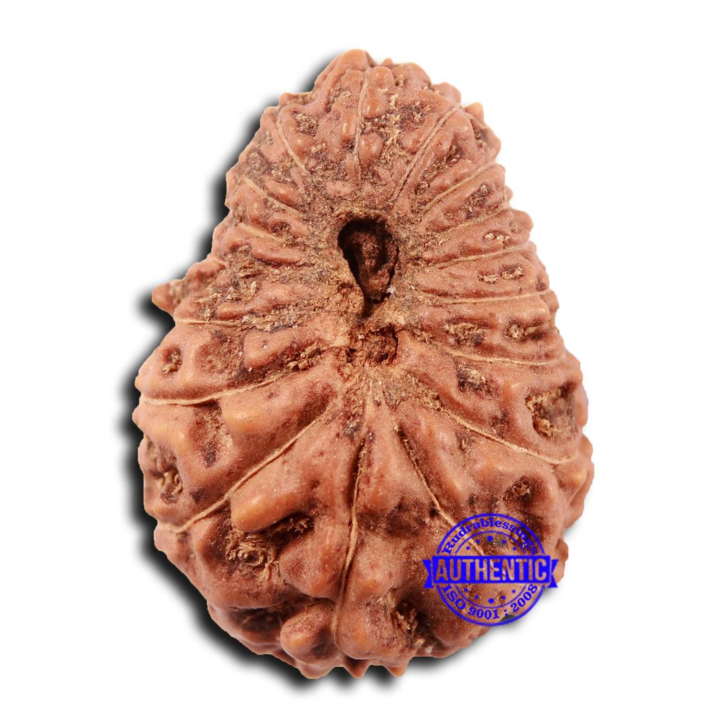 17 Mukhi Rudraksha from Indonesia - Bead No. 213