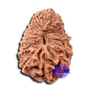 17 Mukhi Rudraksha from Indonesia - Bead No. 213