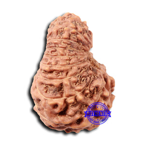 17 Mukhi Rudraksha from Indonesia - Bead No. 213