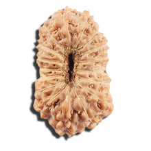 Load image into Gallery viewer, 17 Mukhi Rudraksha from Indonesia - Bead No. 215
