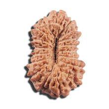 Load image into Gallery viewer, 17 Mukhi Rudraksha from Indonesia - Bead No. 217
