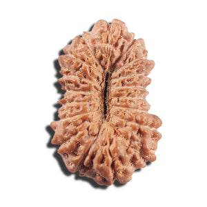 17 Mukhi Rudraksha from Indonesia - Bead No. 217