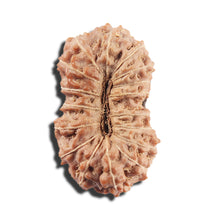 Load image into Gallery viewer, 17 Mukhi Rudraksha from Indonesia - Bead No. 218
