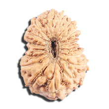 Load image into Gallery viewer, 17 Mukhi Rudraksha from Indonesia - Bead No. 219
