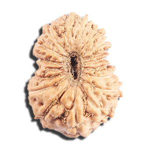 17 Mukhi Rudraksha from Indonesia - Bead No. 219