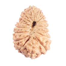 Load image into Gallery viewer, 17 Mukhi Rudraksha from Indonesia - Bead No. 220
