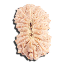 Load image into Gallery viewer, 17 Mukhi Rudraksha from Indonesia - Bead No. 221
