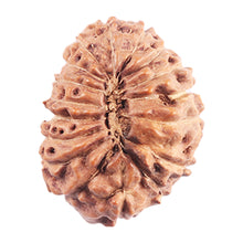 Load image into Gallery viewer, 17 Mukhi Rudraksha from Indonesia - Bead No. 222
