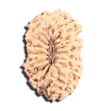 Load image into Gallery viewer, 17 Mukhi Rudraksha from Indonesia - Bead No. 223
