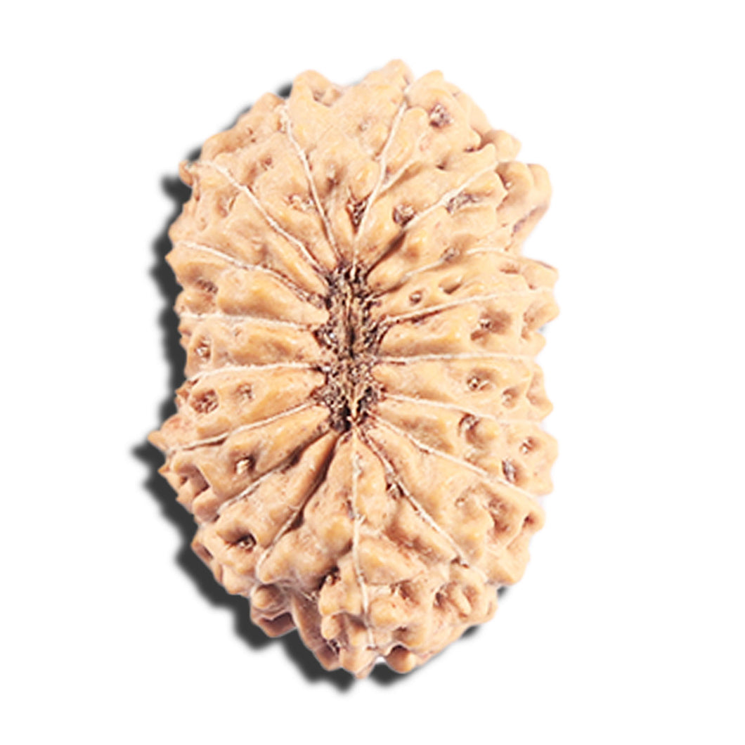 17 Mukhi Rudraksha from Indonesia - Bead No. 223