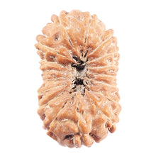 Load image into Gallery viewer, 17 Mukhi Rudraksha from Indonesia - Bead No. 224
