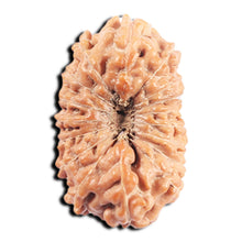 Load image into Gallery viewer, 17 Mukhi Rudraksha from Indonesia - Bead No.225
