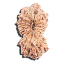 Load image into Gallery viewer, 17 Mukhi Rudraksha from Indonesia - Bead No. 228
