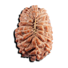 Load image into Gallery viewer, 17 Mukhi Rudraksha from Indonesia - Bead No. 233
