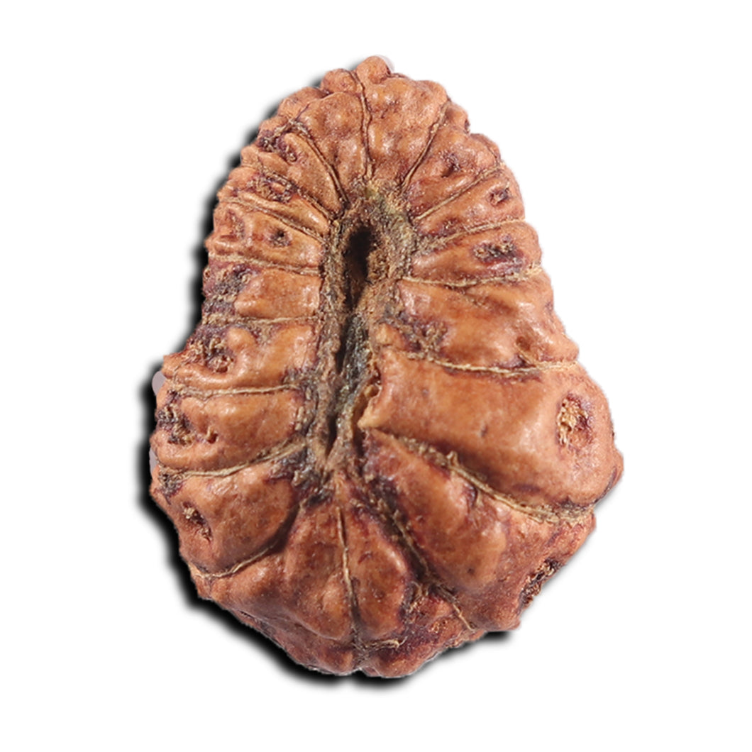 17 Mukhi Rudraksha from Indonesia - Bead No. 234