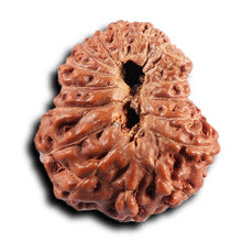 Load image into Gallery viewer, 17 Mukhi Rudraksha from Indonesia - Bead No. 235
