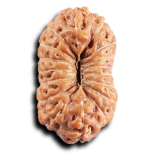 Load image into Gallery viewer, 17 Mukhi Rudraksha from Indonesia - Bead No. 236
