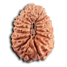 Load image into Gallery viewer, 17 Mukhi Rudraksha from Indonesia - Bead No. 237
