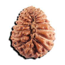 Load image into Gallery viewer, 17 Mukhi Rudraksha from Indonesia - Bead No. 238
