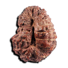 Load image into Gallery viewer, 17 Mukhi Rudraksha from Indonesia - Bead No. 239
