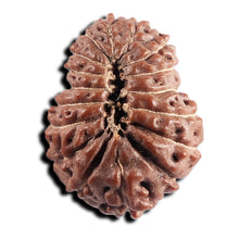 Load image into Gallery viewer, 17 Mukhi Rudraksha from Indonesia - Bead No. 240
